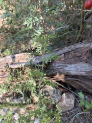 Asparagus acutifolius