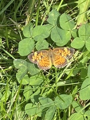 Phyciodes cocyta