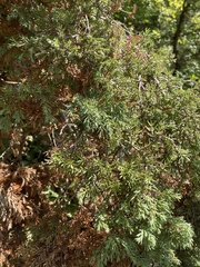 Juniperus excelsa