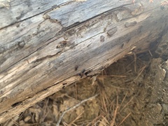 Crematogaster scutellaris