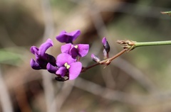 Hardenbergia violacea