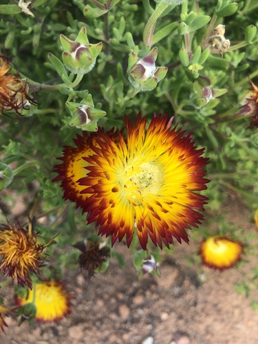 Image of Drosanthemum speciosum by (c) Ryan Rattray, some rights reserved (CC BY)