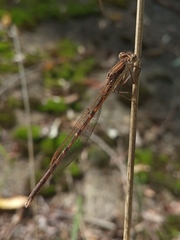 Sympecma fusca
