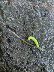 Phlogophora meticulosa