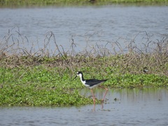 Himantopus mexicanus