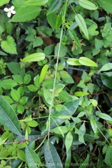 Rubia cordifolia