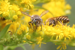 Megachile leachella