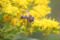 Megachile leachella