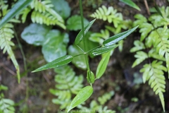Rubia cordifolia