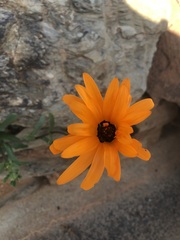 Dimorphotheca sinuata