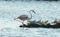 Phoenicopterus roseus