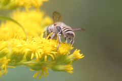 Megachile leachella
