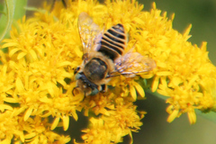 Megachile leachella