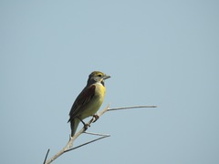 Spiza americana