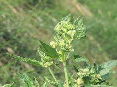 Mercurialis annua