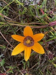 Pauridia canaliculata