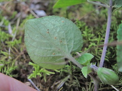 Puccinia violae