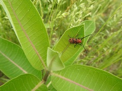 Tetraopes tetrophthalmus