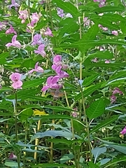 Macroglossum stellatarum