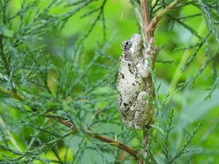 Hyla chrysoscelis