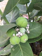 Calotropis procera