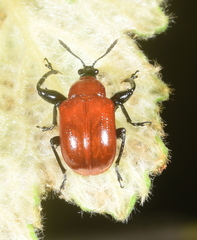 Henicolabus spinipes