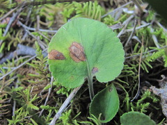 Dothideomycetes