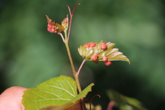Daktulosphaira vitifoliae