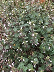 Clinopodium menthifolium ascendens
