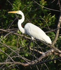 Ardea alba