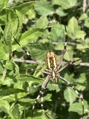 Argiope bruennichi