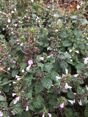 Clinopodium menthifolium ascendens