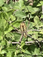 Argiope bruennichi