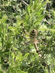 Argiope bruennichi