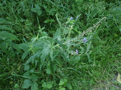Veronica longifolia