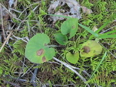 Dothideomycetes