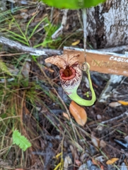 Nepenthes rafflesiana
