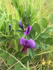 Vicia sativa