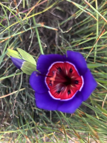 Image of Geissorhiza radians by (c) Ryan Rattray, some rights reserved (CC BY)