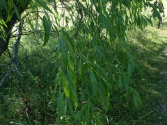 Salix acutifolia