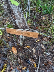 Casuarinaceae