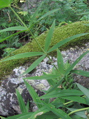 Dothideomycetes