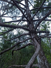 Casuarinaceae