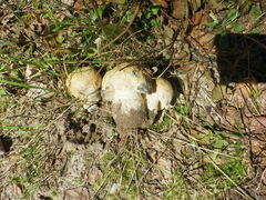 Gyroporus cyanescens