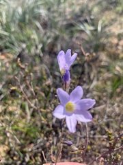 Ixia rapunculoides