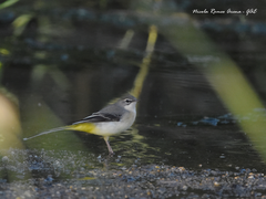 Motacilla cinerea