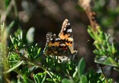 Vanessa cardui