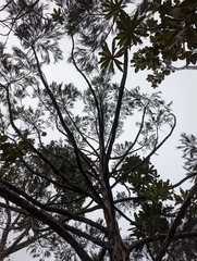 Casuarinaceae
