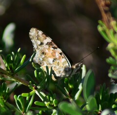 Vanessa cardui