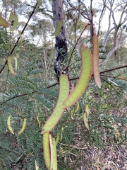 Acacia terminalis